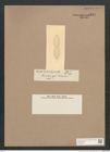 Navicula sp. p (de-Toni-Nr.: Genus 1) Zeichnungen Sammlung Grunow Nr. 1322 (NHMW-BOT-W0368244)